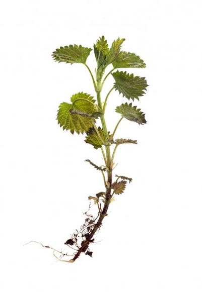 Nettle root - a component of the type TestoUltra