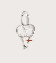 power muscles and their intensity to increase power