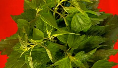 Nettle - a folk remedy for increasing male strength